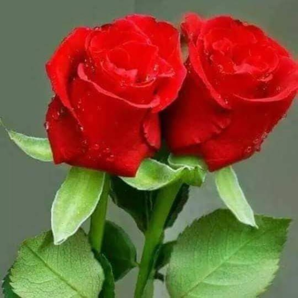 Meet your Posher, Marisela